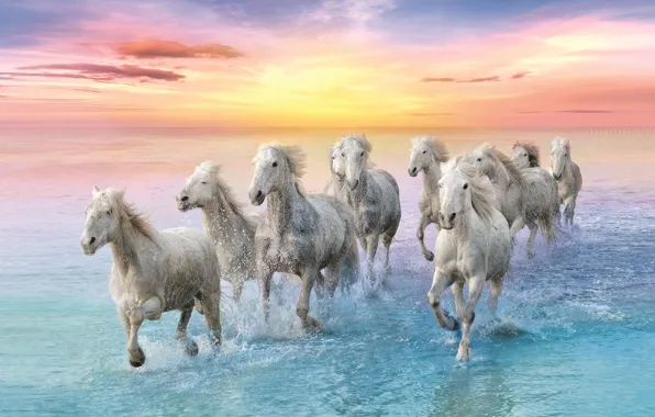 Море, небо, вода, облака, брызги, рассвет, берег, кони