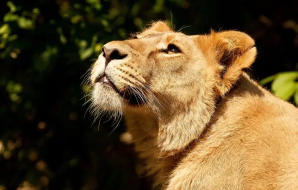 Картинка морда, хищник, лев, львица, смотрит вверх