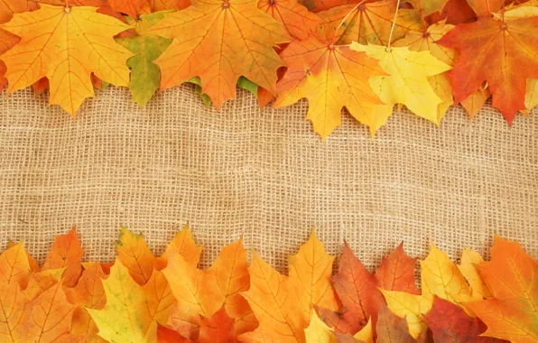 Осень, листья, яркие краски, прожилки