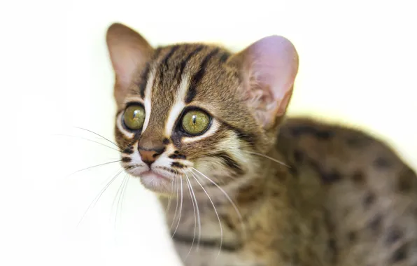 Картинка кот, взгляд, морда, детёныш, котёнок, ©Tambako The Jaguar, ржавая кошка, rusty spotted cat