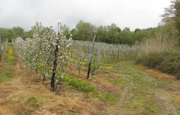 Trees, spring, Pieria