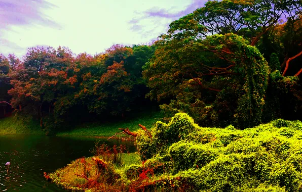 Water, Sunrise, Dawn, Morning, Lake, Trees, First Light, Plants