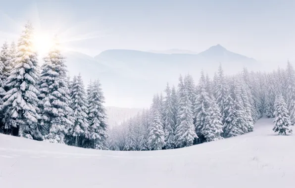 Картинка зима, снег, елки, landscape, winter, snow