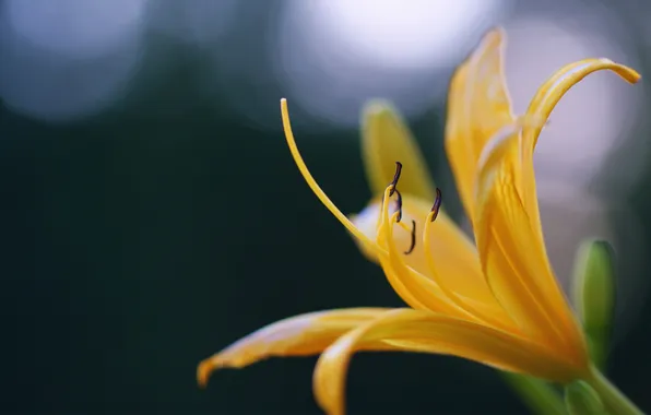 Картинка цветок, макро, лилия, лепестки, желтая
