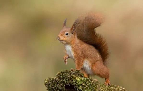 Картинка поза, фон, мох, белка, белочка, зверёк