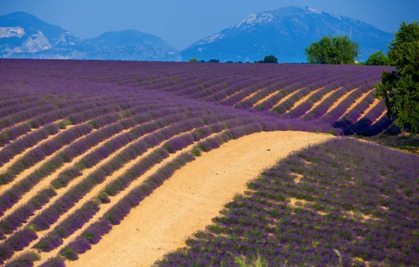 Поле, деревья, горы, Франция, лаванда, Прованс, Provence