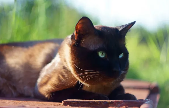 Кошка, трава, кот, солнце, фон, мордочка, лежит, зеленоглазый