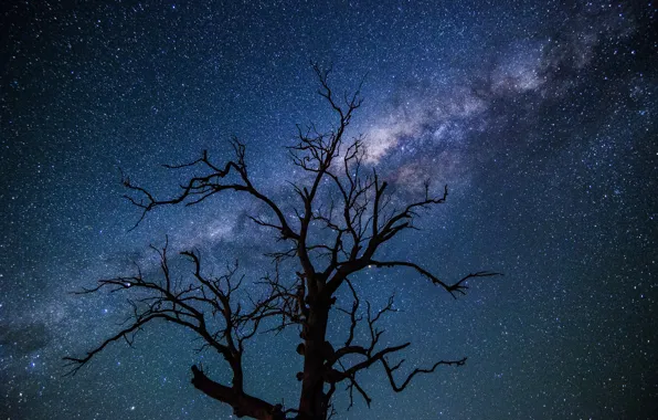 Картинка космос, звезды, ночь, дерево, млечный путь