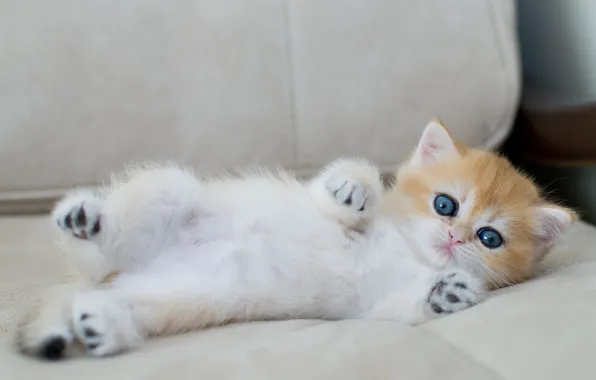 Кошка, взгляд, поза, котенок, серый, фон, диван, лапки