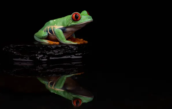 Вода, отражение, камень, лягушка