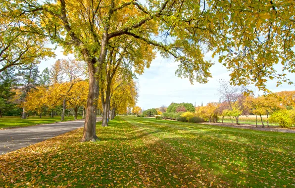 Дорога, осень, листья, деревья, парк