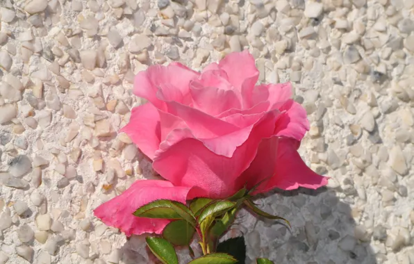 Картинка Flower, Розовая роза, Pink rose