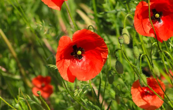 Red, flower, poppy
