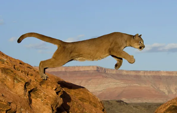 Картинка кошка, скалы, прыжок, хищник, африка, пума