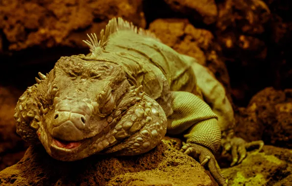 Relax, calm, iguana, reptile