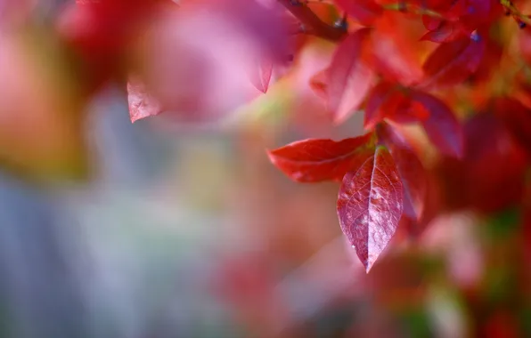 Картинка осень, листья, макро, деревья, красный, природа, ветка