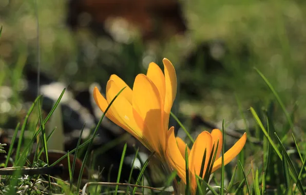 Flower, spring, crocus, blooming