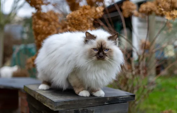 Осень, кошка, кот, взгляд, ветки, поза, доски, голубые глаза