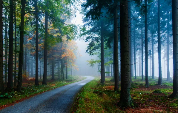 Дорога, осень, деревья, природа, туман, стволы, Лес, ели