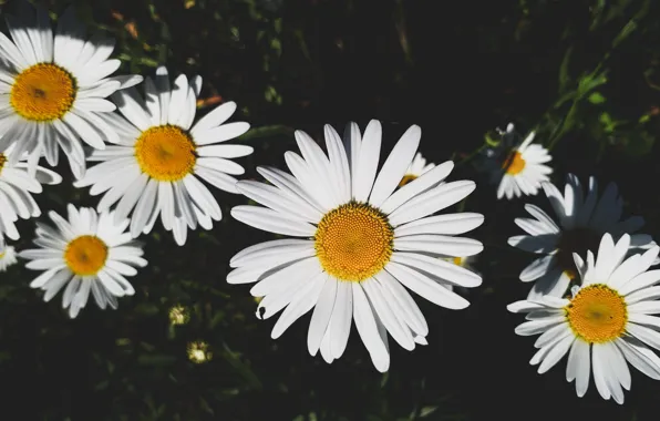 Цветы, Природа, Лето, Ромашки, Nature, Flowers