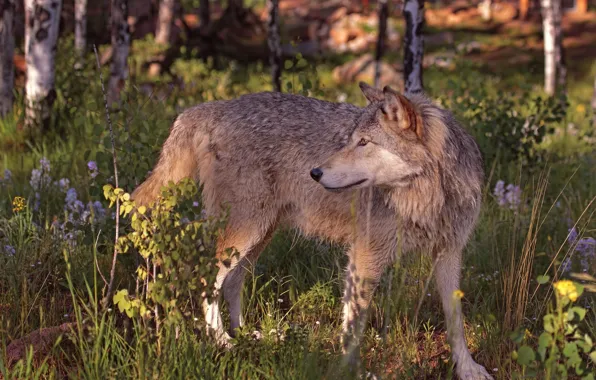 Картинка лето, волк, хищник