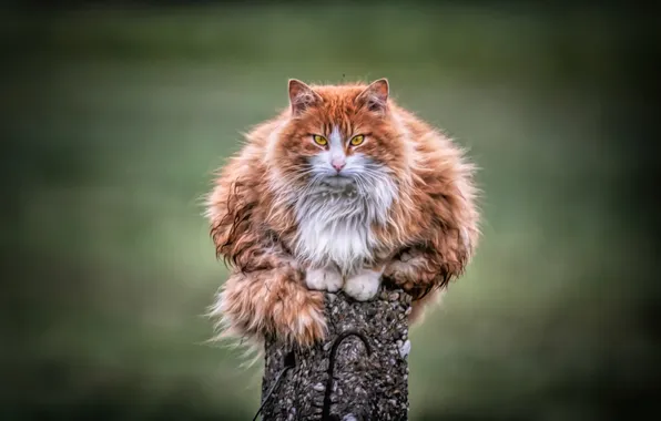Картинка house, animal, pet, Wild Cat