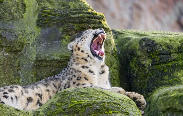 Картинка кошка, камни, мох, пасть, ирбис, снежный барс, зевает, ©Tambako The Jaguar
