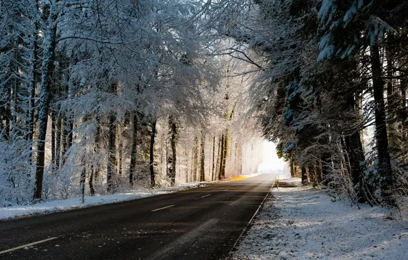Зима, дорога, деревья