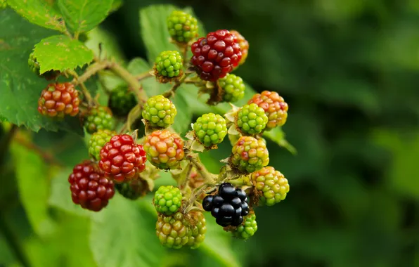 Food, fruits, plant