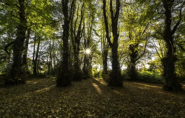 Буковый лес, Северная Ирландия, лучи, солнце, осень, Графство Лондондерри