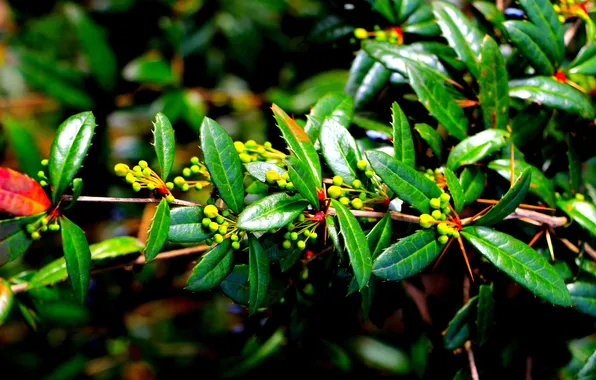 Leaf, plant, twig