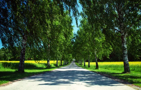 Картинка дорога, лето, небо, деревья, природа, поля, Норвегия, тени