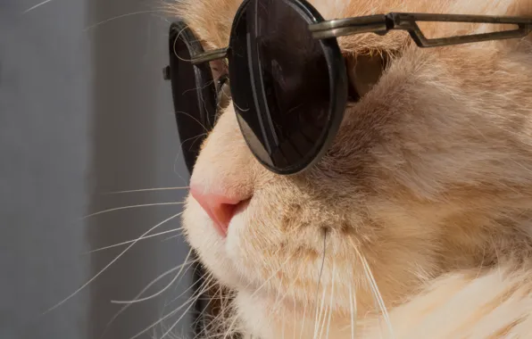 Картинка кошка, кот, очки, мордочка, рыжий кот