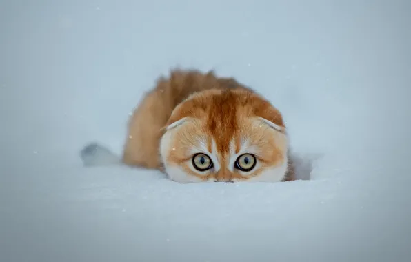Кот, снег, cat, snow, Светлана Писарева