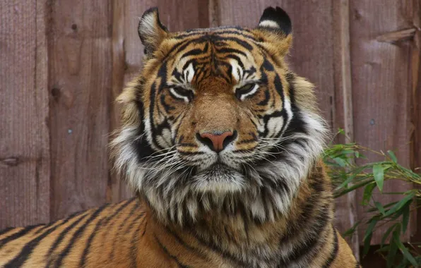Картинка tiger, animal, wildlife, wild animal