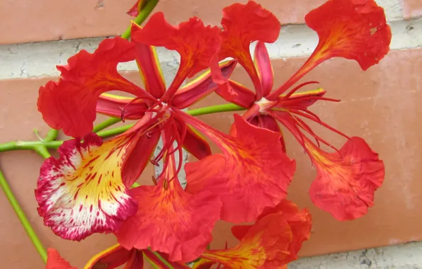 Flower, orange, plant, petals, wild flowers