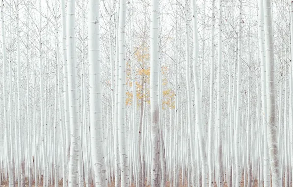 Картинка осень, лес, деревья, USA, кора, forest, роща, trees