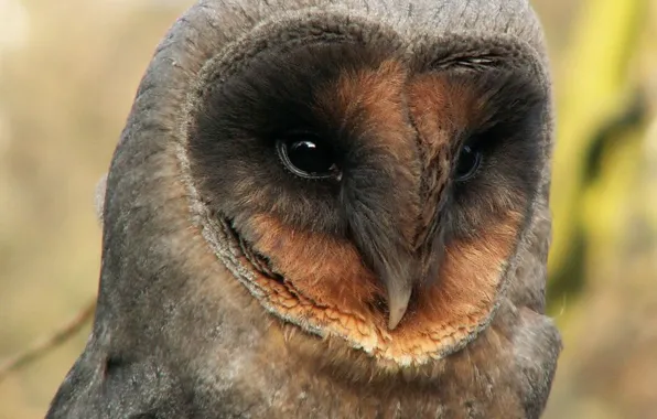 Картинка bird, barn owl, animal wildlife