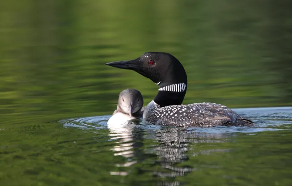 Канада, детеныш, мать, Richepaume), Great Northern Diver, Blue Sea Lake (Lac Blue Sea), Common Loon; …