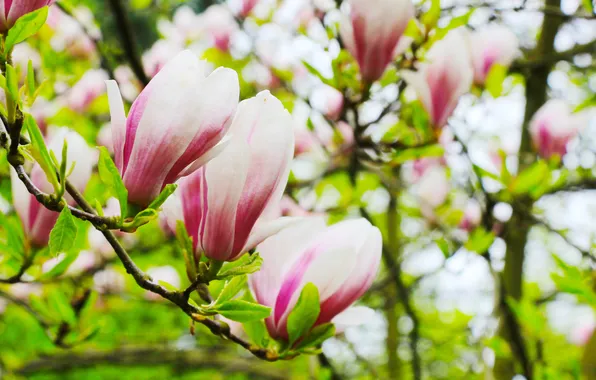 Flower, spring, magnolia, twig