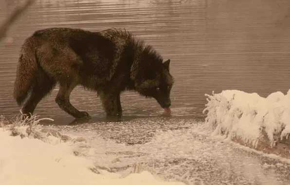 Nature, face, animal, wolf, wildlife, head, fur, mammal