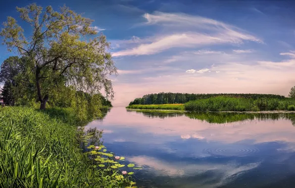 Небо, озеро, отражение, дерево, весна