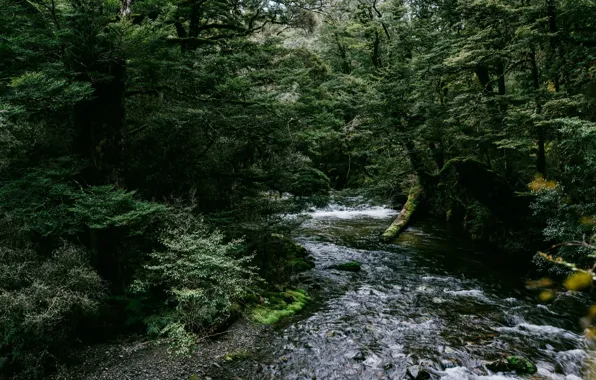 Картинка лес, вода, деревья, природа, речка, Joshua Griggs