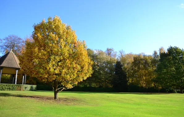 Картинка поле, осень, деревья, дерево, беседка, trees, field, Autumn