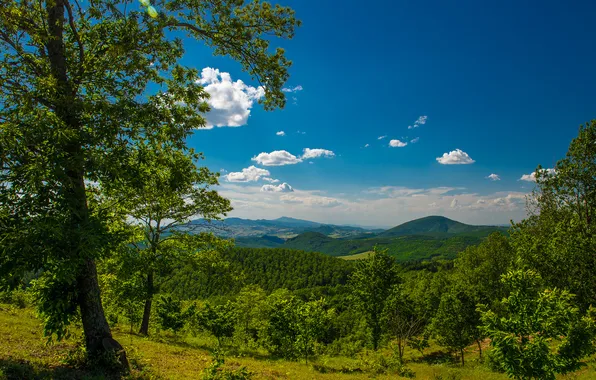 Деревья, горы, долина, панорама