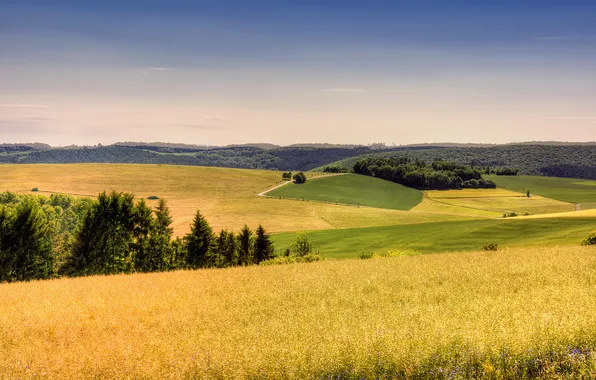Картинка поле, лес, лето, небо, трава, пейзаж, тепло, германия