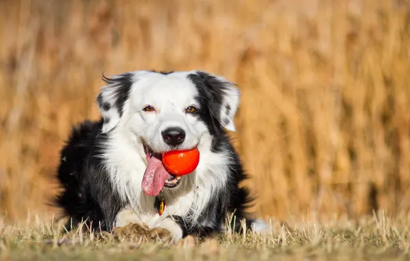 Картинка друг, мяч, собака