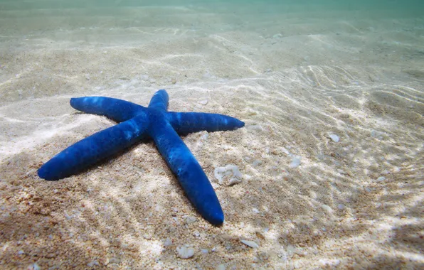 Морская звезда, underwater, ocean, sand, starfish