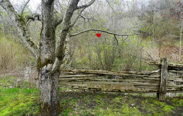 Дерево, сердце, забор