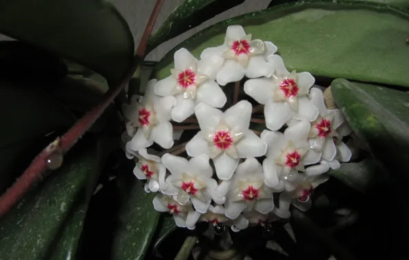Flower, nature, stars, tears